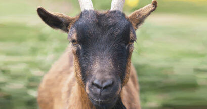 Goat staring into the camera