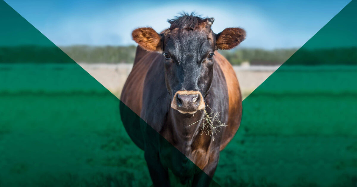 A brown cow with grass in its mouth faces the camera.
