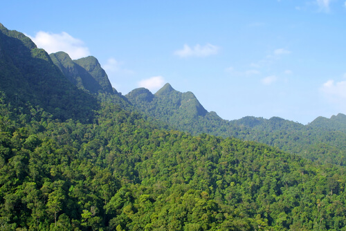 An aerial view of the rainforest.